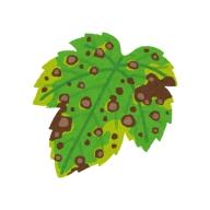 Fungicides
