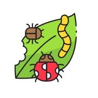 Insecticides