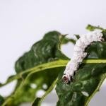 Beauveria bassiana – Natural Pest Control Power