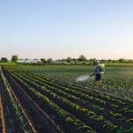 Beauveria bassiana – Natural Pest Control Power