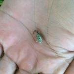 METARHIZIUM – Powerful Biological Pest Control