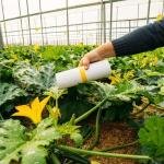 METARHIZIUM – Powerful Biological Pest Control