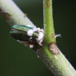 METARHIZIUM – Powerful Biological Pest Control