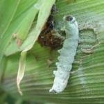 METARHIZIUM – Powerful Biological Pest Control