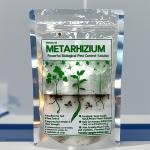 METARHIZIUM – Powerful Biological Pest Control