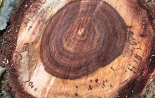 Red and White Sandalwood Testing