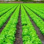 SHOOT POWDER- Dual Bio Power for Complete Pest Protection