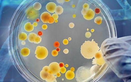 bacteria-testing.jpg