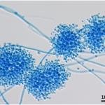 Beauveria bassiana – Natural Pest Control Power