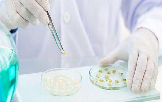 Seeds DNA and Hybrid Purity Testing