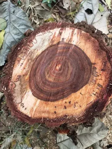 Red and White Sandalwood Testing